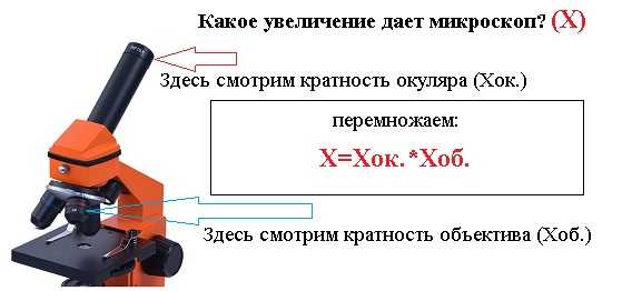 Какое увеличение дает. Какое увеличение дает микроскоп. Как узнать кратность микроскопа. Как определить кратность увеличения микроскопа. Увеличение микроскопа.